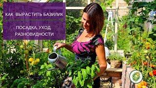 Как правильно выращивать базилик//Посадка, уход и разновидности базилика.