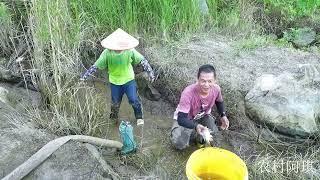 小小水塘真藏货，阿琪抽干后大货追着抓，半桶收获看着都过瘾 小小水塘真藏货，阿琪抽干后大货追着抓