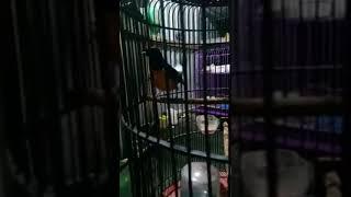 Kicauan Suara Burung Murai Batu Dedy Rahman. Mangtap.