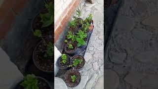 НАЧАЛО ЧЕРЕНКОВАНИЯ ГОРТЕНЗИЙ 1/3-25г