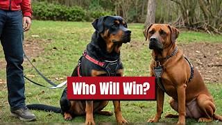 Rottweiler vs Rhodesian Ridgeback - Who's the Ultimate Guard Dog? | Dog Breeds | Cane Corso