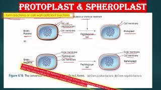 CELL WALL LESS BACTERIA AND CELL WALL DEFICIENT BACTERIA IN ENGLISH  L FORM, SPHEROPLAST, PROTOPLAST