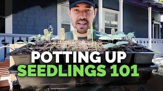 Potting Up Seedlings 101: Easy Seed Starting Tip!