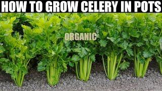 How To Plant Celery | SEED TO HARVEST | FULL INFORMATION