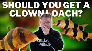 Should You Get a Clown Loach?