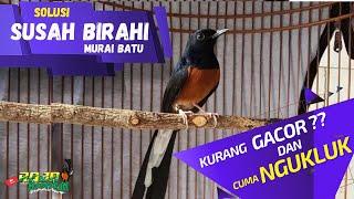 Mengatasi burung kurang gacor dan tidak bongkar materi