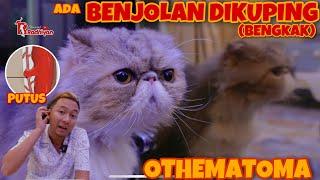 INI PENYEBAB & SOLUSINYA - OTHEMATOMA (kuping bengkak)