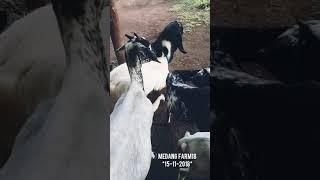 Penampakan kandang kambing ~Medang Farm18~ yang sangat sederhana bosku