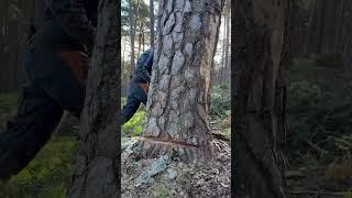 “Chainsaw Carnage:Watch This Tree Fall Like Thunder!️” #forest #wood #farming #logging #chainsaw