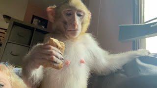 Introducing Gypsy Sue The Rhesus Macaque To Misfitland Monkey Rescue