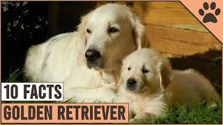 Golden Retriever - Top 10 Facts | Dog World