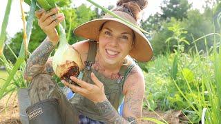 Harvesting GIANT Onions and More from My Homestead Garden! 