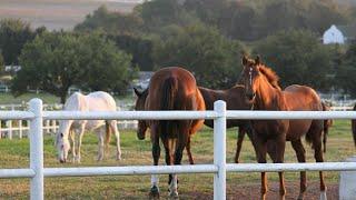 AVONTUUR ESTATE RESTAURANT, The home of Fine wine, Fast horses and Fabulous food