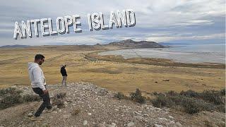 Wild Bisons on Antelope Island | UTAH USA