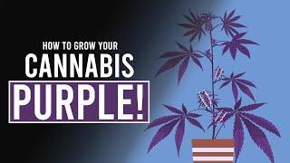 How to Grow your Cannabis PURPLE!