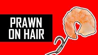 How to put PRAWN on HAIR-RIG for PERCH and CARP?