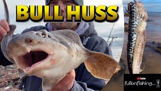 NEW PB BIG BAITS on the hunt for BULL HUSS and CONGER EEL. UK Shore Angling 2023. Devon Rocks