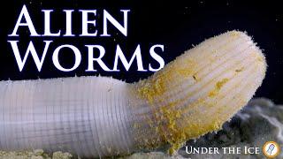 Alien-like inhabitants of Antarctica: The Cactus Worm