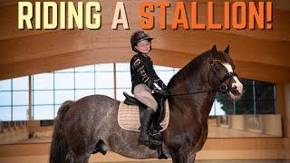 RIDING A STALLION!!! Harlow rides Ringo the Stallion Pony at Forest Oaks Equestrian!