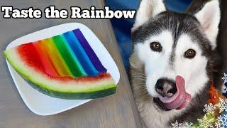 Rainbow Watermelon Gummy Dog Treats  DIY Dog Treats