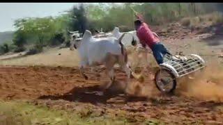 ox race Gwalior bailgadi race on sigora by me driving