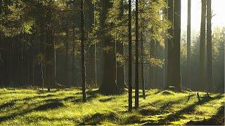 Peaceful Singing Birds In Beautiful Forest Clearing - Nature Sounds For Healthy Sleep