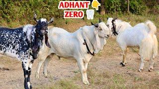 Zero Dant Pe Big Adhant Bakra  & Kota Goats Ka Collection At Bin Waheed Farm