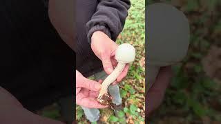 The Wood Mushroom, Agaricus silvicola #wildfoodforaging #wildmushrooms #foraging #wildfooduk