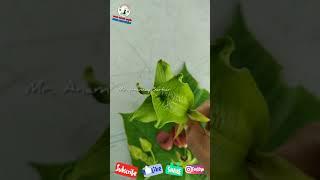 Abroma Augusta (Ulat Kambal/Devil’s Cotton), উলটকম্বল গাছের পাতা,ফুল,ফল,বীজ️ #anamay #anganamar