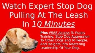 Stop Dog Pulling At The Leash – See It Done In 10 Minutes