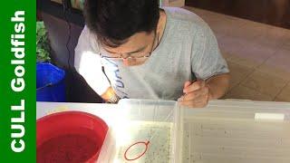 How to CULL Goldfish Fry 18 days: Tips & Result 