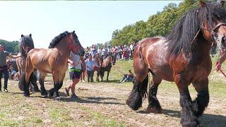 Parada cailor și proba de viteză Reghin - Mureș 11 August 2024