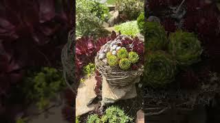 Каменные розы / Молодило в моём саду  Mein Garten 