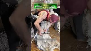 Это очень интересная ферма в США #топ #рекомендации