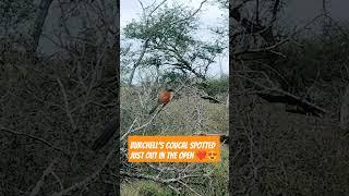 Burchell's Coucal #youtubeshorts #shorts #birdlovers #krugernationalpark #birds #birding #twitchers
