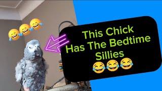 Bird Has Bedtime Sillies  #talkingparrort #funnyparrot #parrot #funny #birds