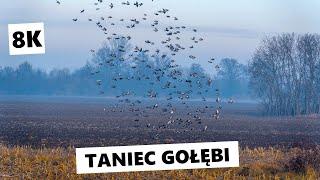 Przepiękny taniec gołębi [8K]