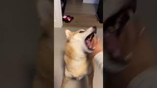 Shiba gets fed (cute)