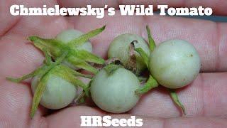 ⟹ Chmielewsky’s Wild Tomato | Solanum chmielewskii | Tomato Review