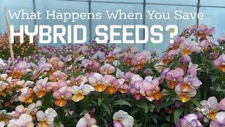 What Happens When You Save Hybrid Seed?