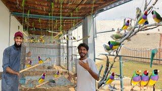 Gouldian Finch || java Finch Ki Alag Aviary Bana Rhy 