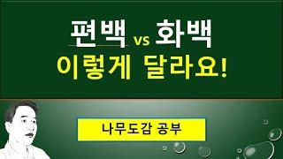 편백의 특징 : 편백 vs 화백은 이렇게 달라요 : 원줄기(주간), 원가지(주지), 곁가지(측지) : 숨구멍줄(기공선)