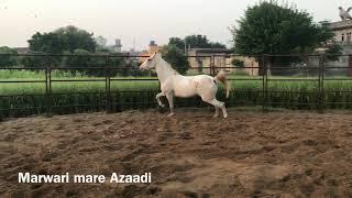 marwari mare Azaadi running free at Param gill stud Barnala  Punjab