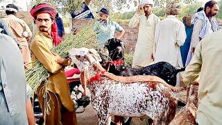 Itne rate log pareshan Mandi ke rate ki vajah se log maidan mein utar Aaye Lahore Mandi kurbani 2025
