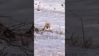 Hunter Drops Charging Coyote In The Snow With AR | Predator Hunting | 300 HAM'R | #shorts #short