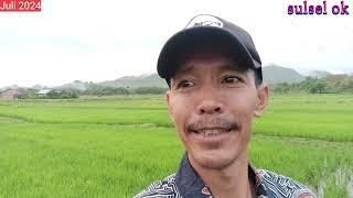 vlog areal pertanian kelurahan batu lappa kecamatan watang pulu Sidenreng rappang@sulselok2593