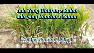 KELAPA PANDAN WANGI YANG UMURAN 2 BULAN ADA YANG UMURAN 1 TAHUN