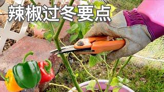 辣椒过冬养护要点 冬剪及管理 Overwintering Peppers