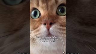 Котики  В гостях у бабушки #приколыскотами #мем #смешнойкот #прикол #юмор #котики #бабушка #кот