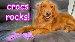 I Bought My Dog Crocs! 